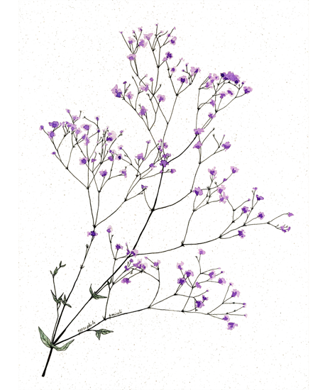 botanique-illustration-fleur-gypsophile-panicule