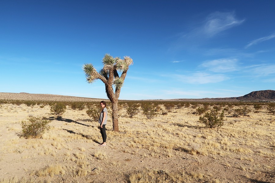 Joshua tree