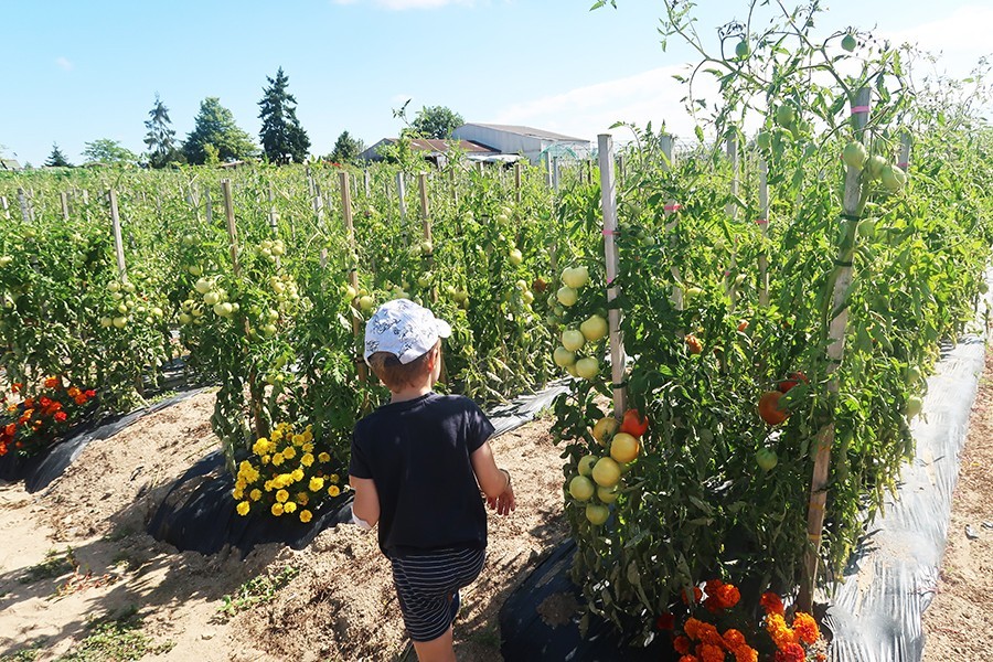 champs-des-pierres-vertou