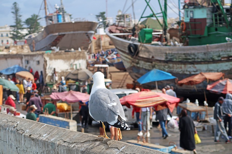 essaouira