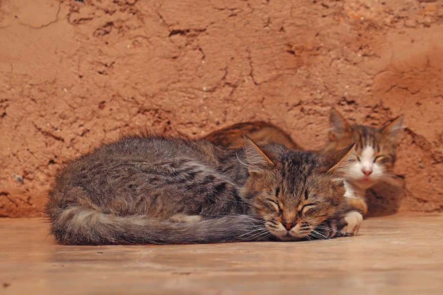 marrakechenfamilleb