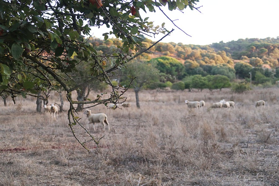 Quinta do Anjo