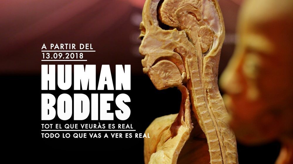 human bodies