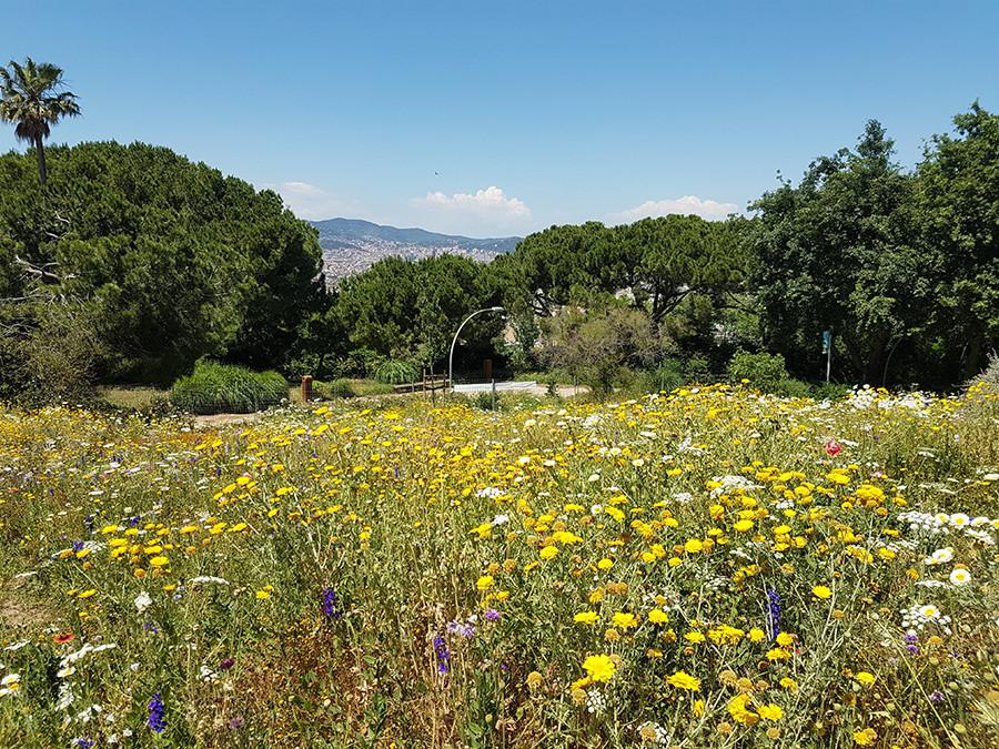 Mossèn Cinto Verdaguer a barcelone