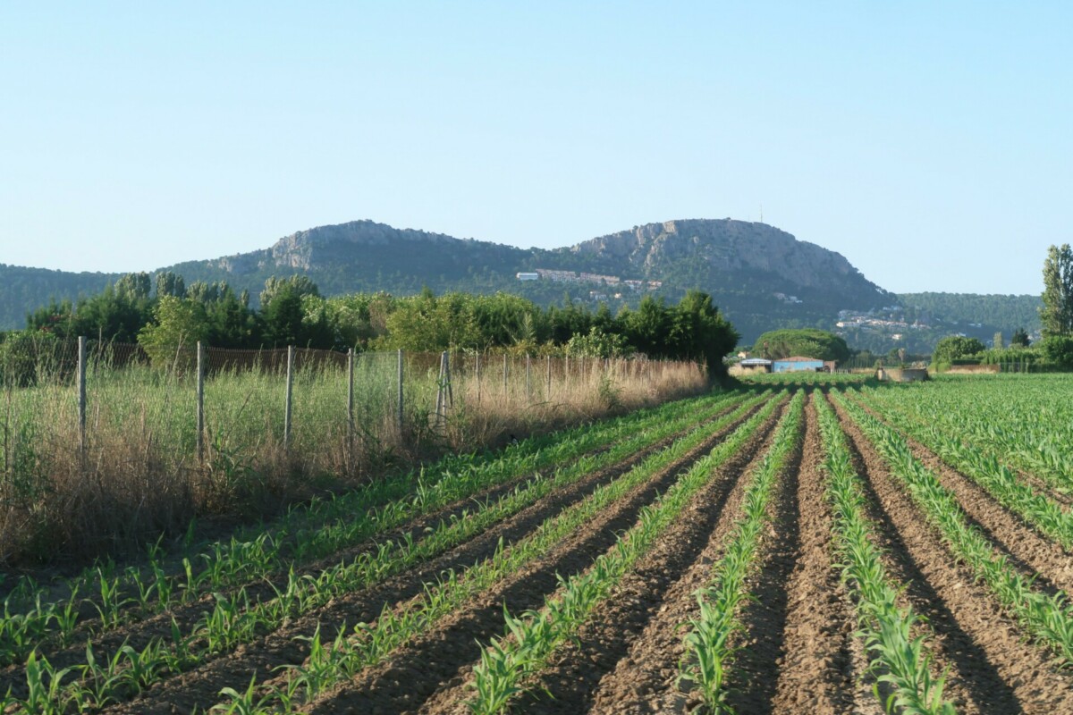 champs et nature catalogne