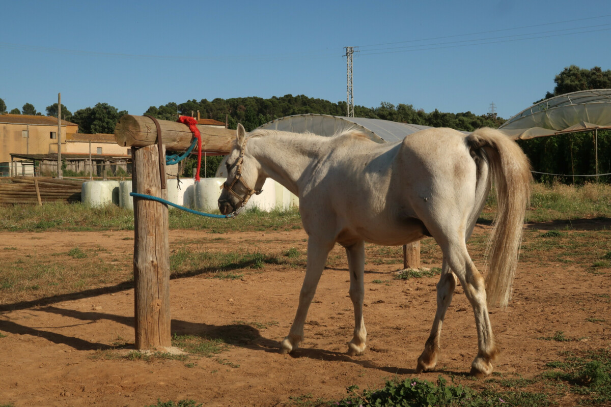 faire du cheval en catalogne