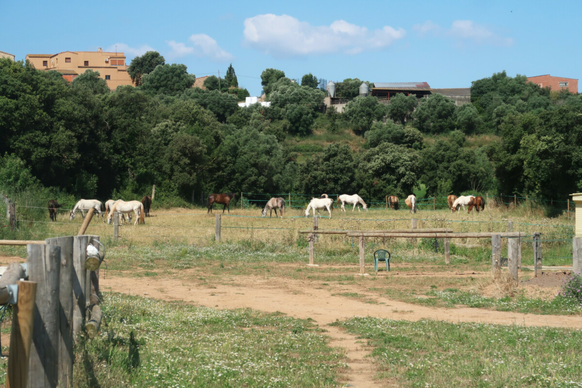 ferme cheveaux catalogne