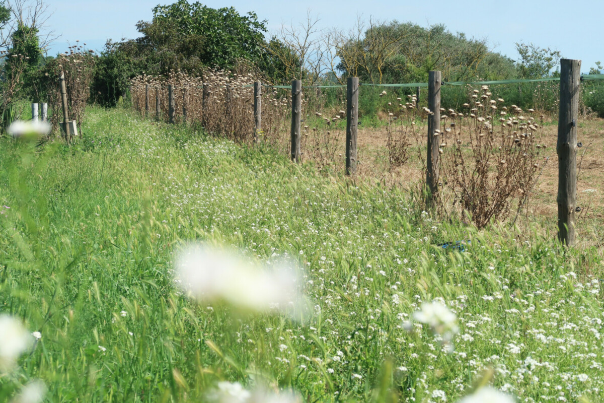 ferme els masos d'en coll