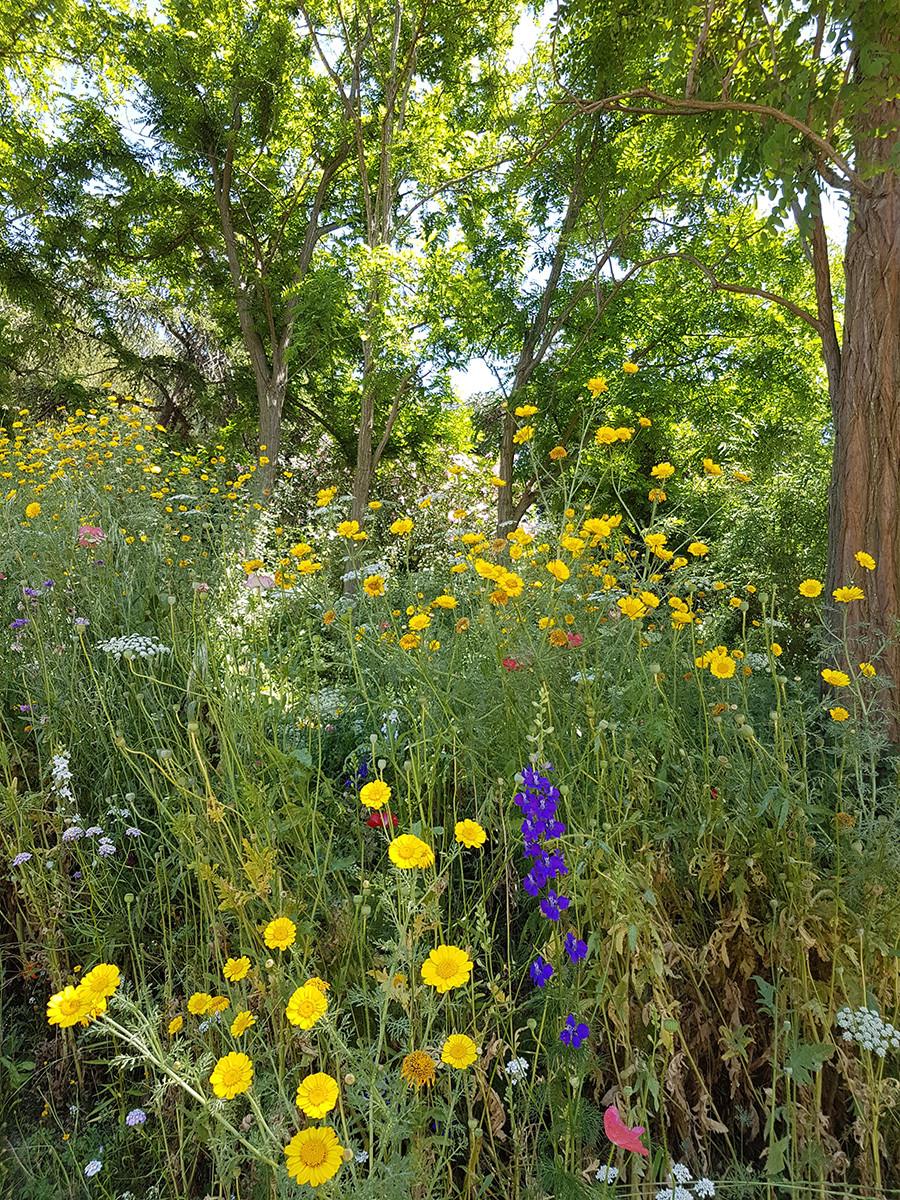nature avec enfant a barcelone