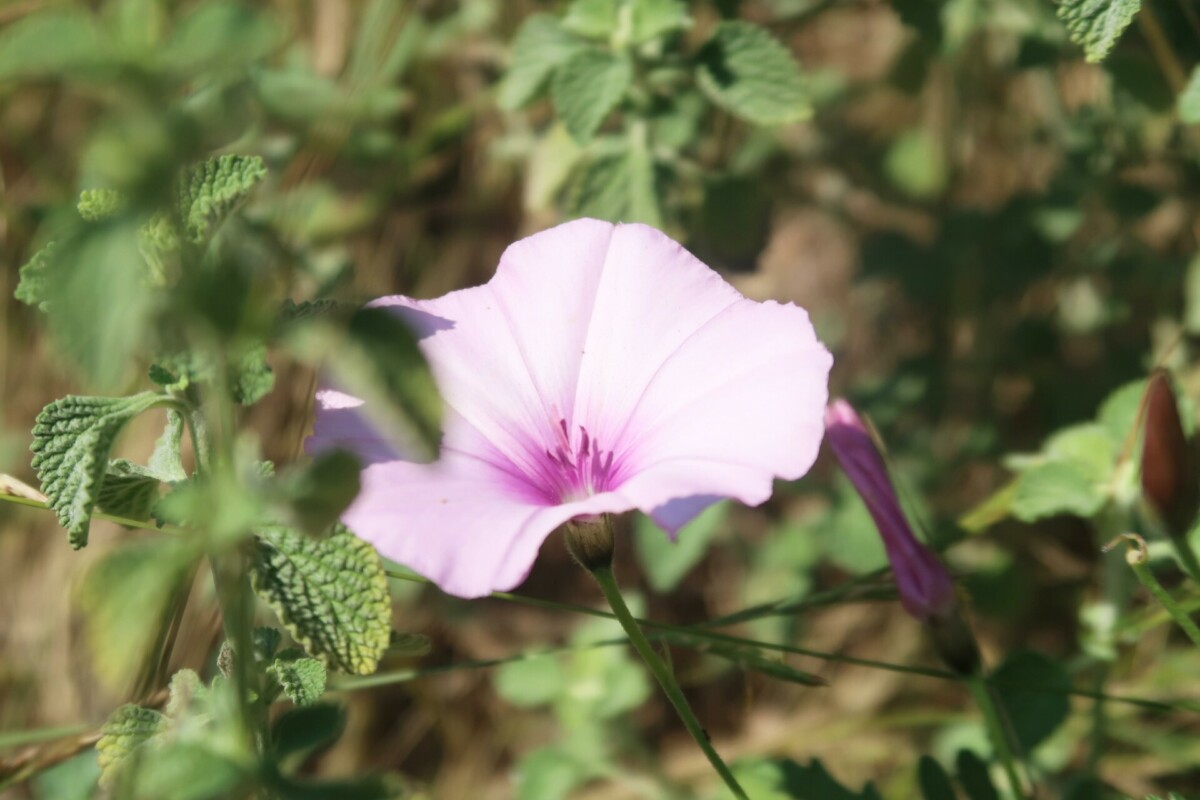 nature catalogne