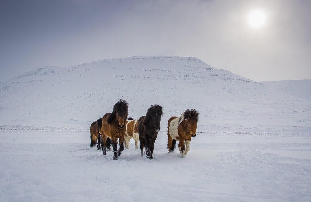 expatriation islande