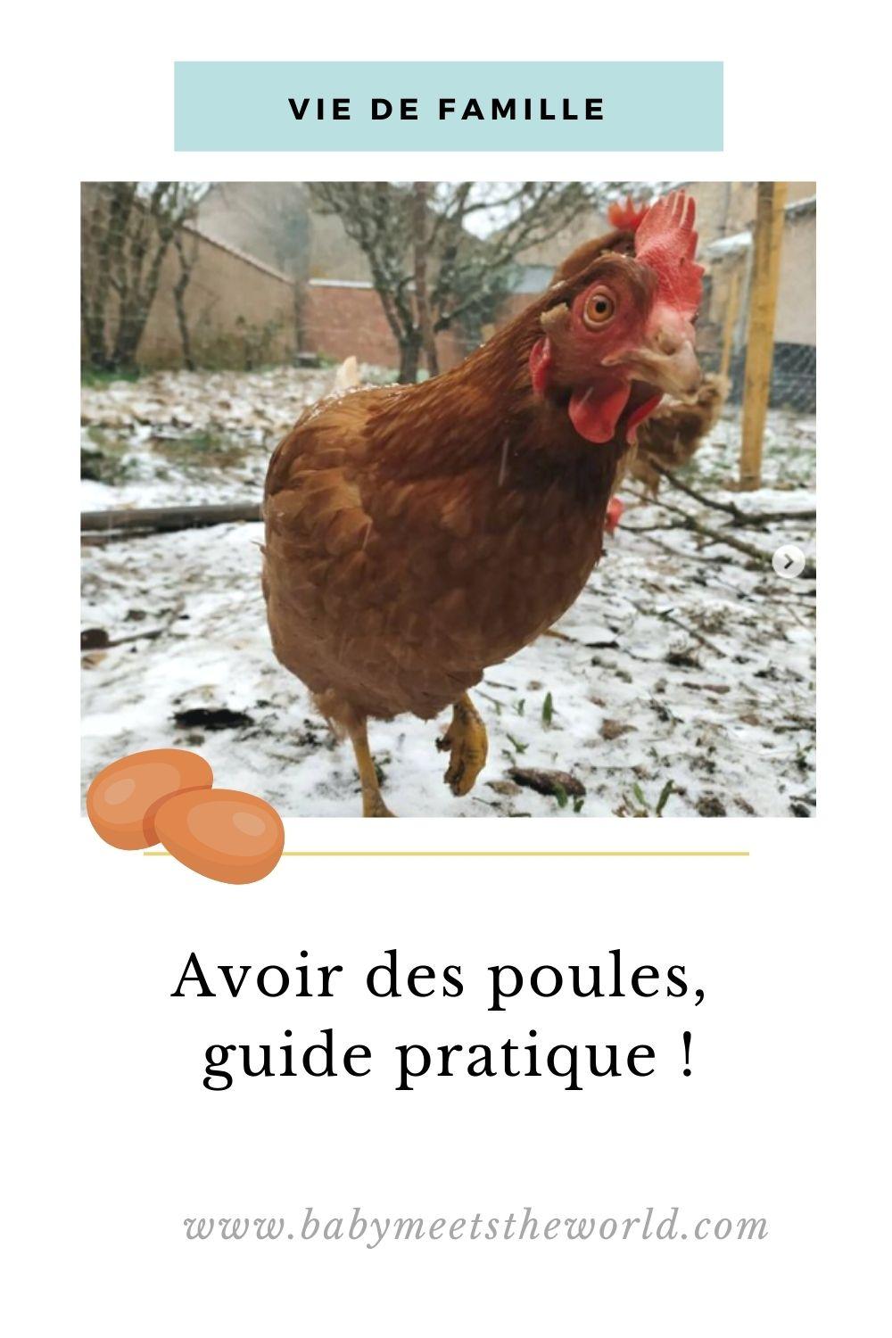 avoir des poules