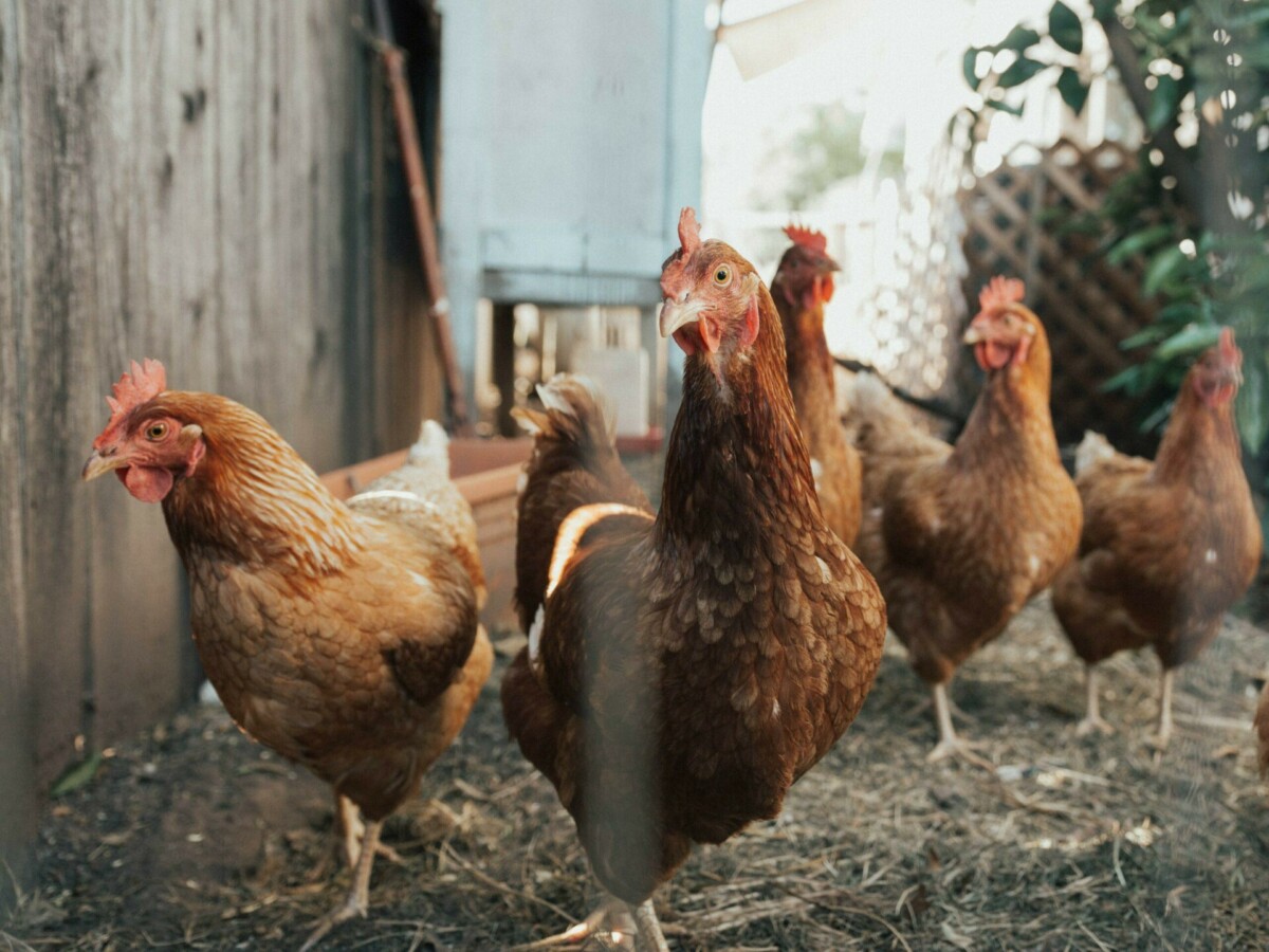 guide pratique avoir des poules